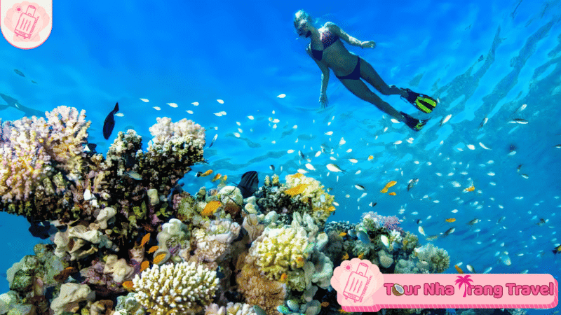 Tour 3 Đảo Mini Beach Deluxe: Bãi Tranh - Làng Chài - Mini Beach 6 Tour Lan Bien Nha Trang Hon Mun Lang Chai Bai Tranh